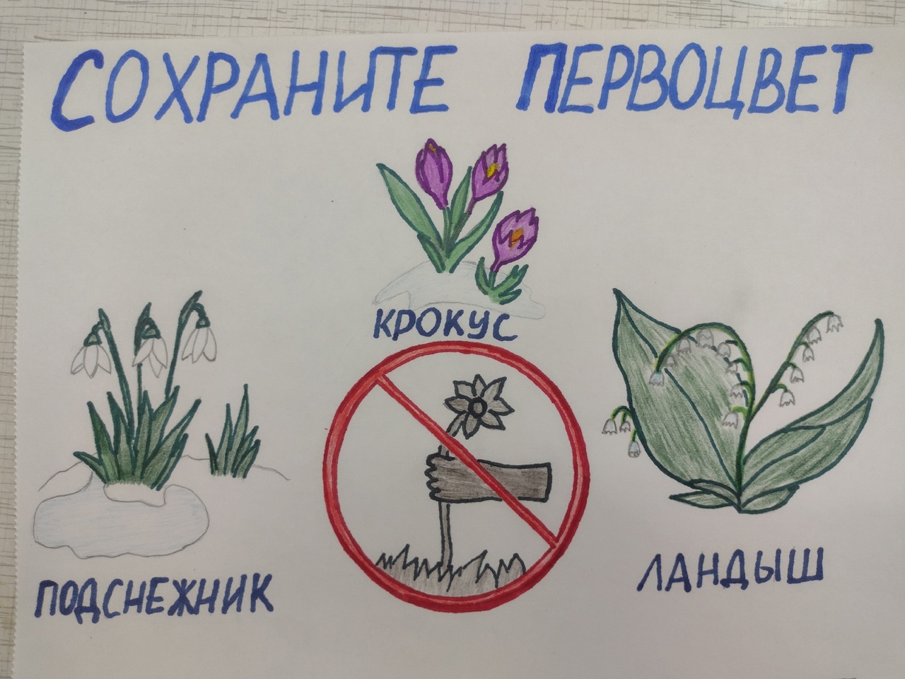 Берегите первоцветы!